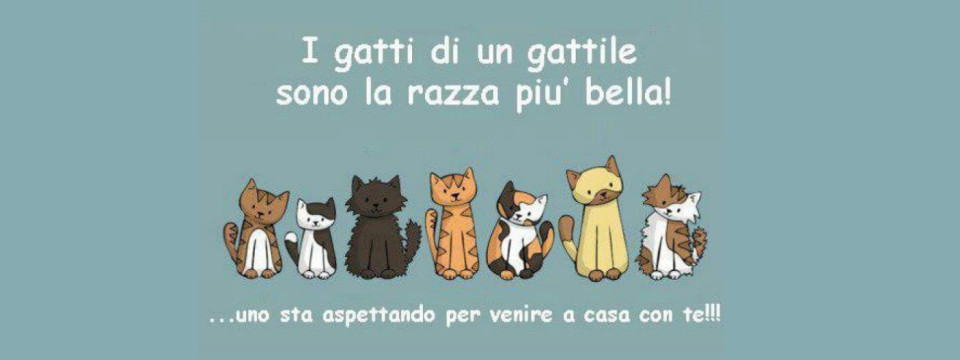 Foto gatti gattile